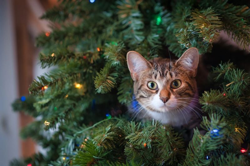 The Science Behind Choosing the Perfect Full Artificial Christmas Tree